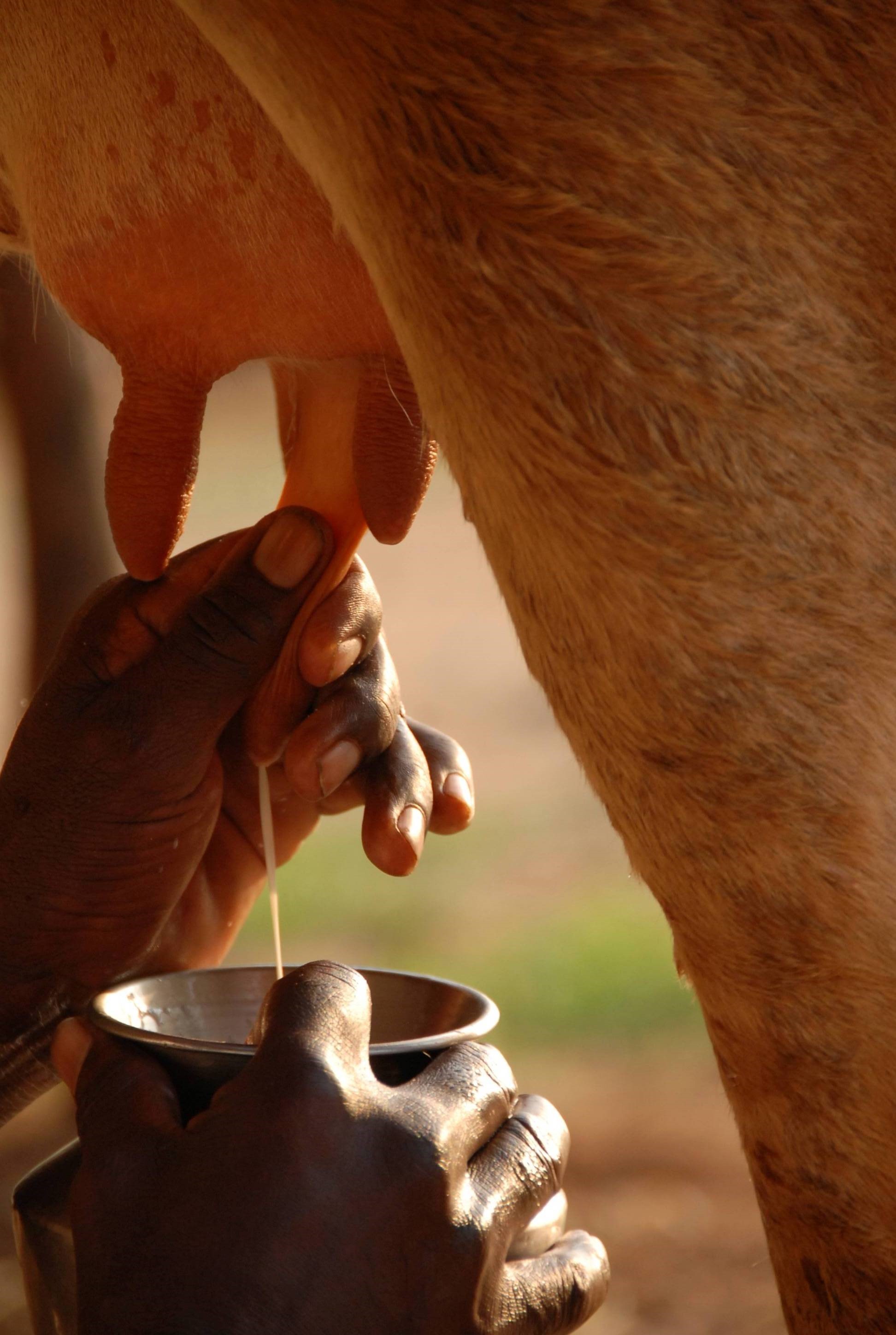 Traite d'une vache