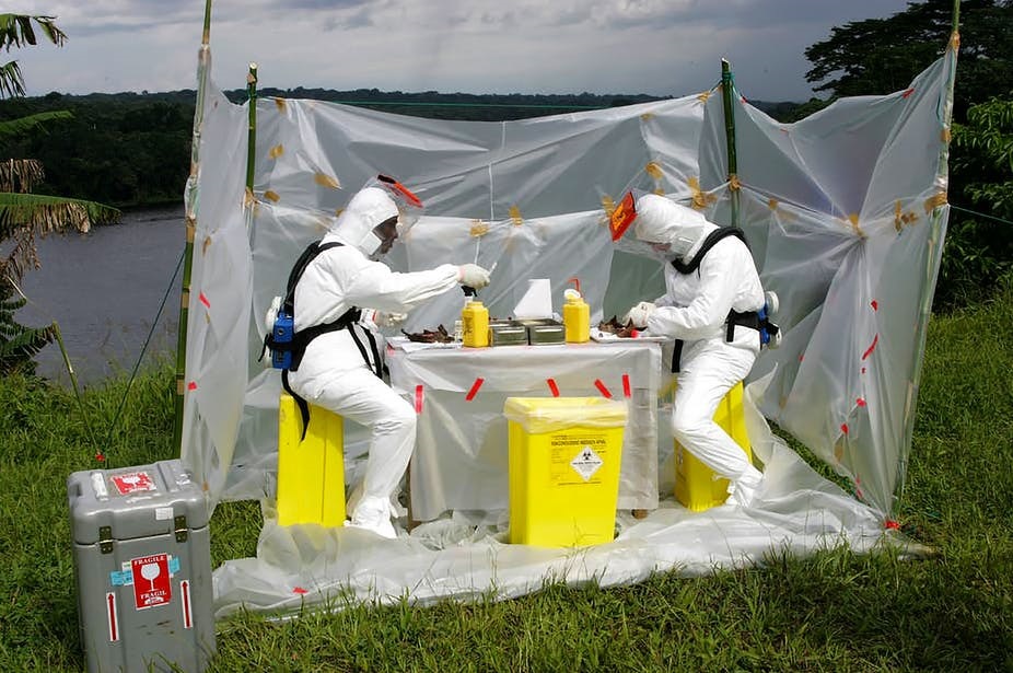 Région de Lambaréné, Gabon : à la recherche du réservoir du virus Ebola, des scientifiques autopsient des chauves-souris et recueillent des échantillons biologiques qui seront analysés au Centre de Recherches Médicales de Franceville. Jean-Jacques Lemasson / IRD, Author provided