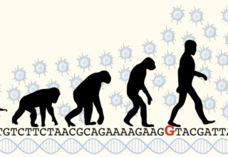 évolution du singe à l'homme