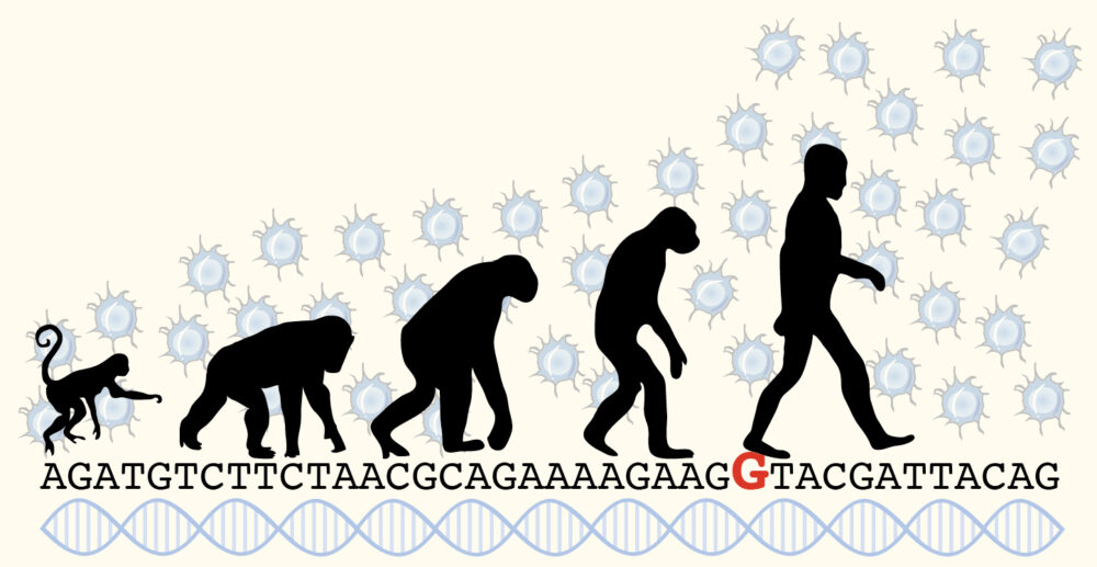 évolution du singe à l'homme