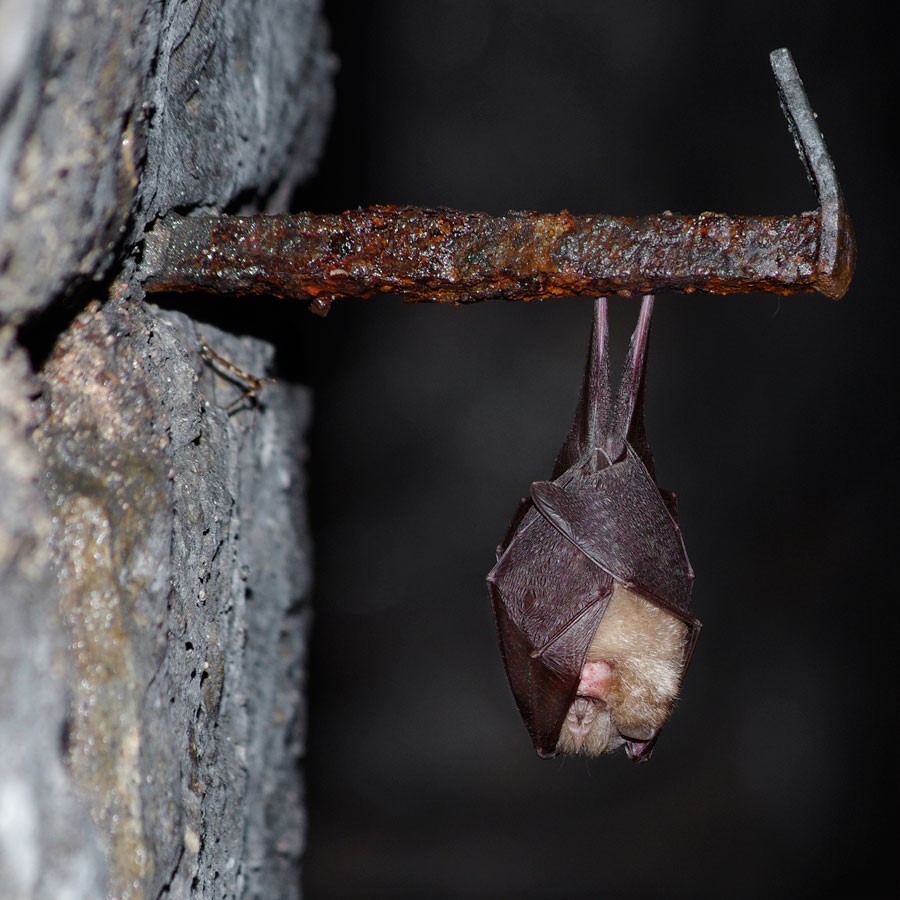 Chauve-souris suspendue