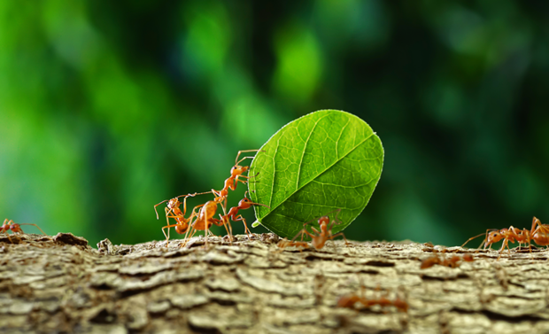 Les fourmis ont inspiré le fonctionnement des GPS.