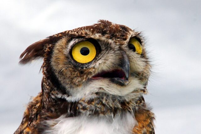 Hibou